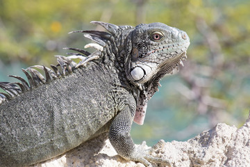 Leguan auf Fels