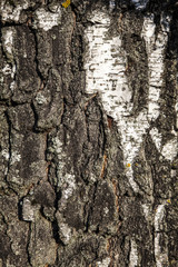 Birch bark