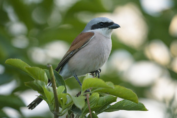 Obraz premium Red-backed Shrike