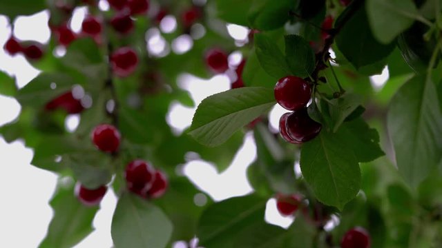 Ripe Organic Cherries picking - (4K)