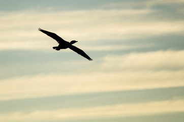 Double-Crested Cormoran Silhouetted in the Sunset Sky As It Flies