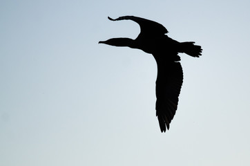 Double-Crested Cormorant Silhouetted in the Evening Sky As It Flies