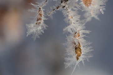 Icy Frost Crystals Clinging to the Frozen Winter Foliage