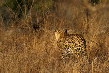 Portrait of a leopard (Panthera pardus), Kruger National Park, South Africa