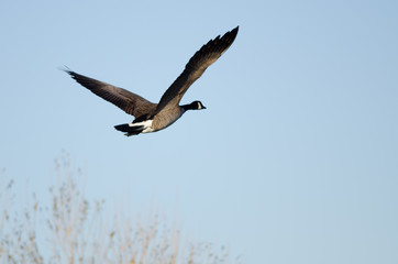 Canada Goose Flying in a Blue Sky
