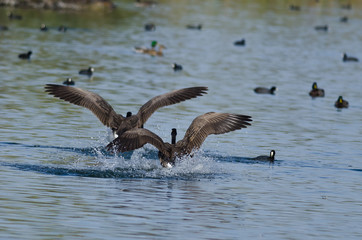 Two Canada Geese Coming in for a Landing in the Water