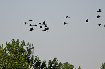 Flock of White-Faced Ibis Flying Low Over the Marsh