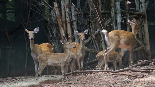 Group of Fea's muntjac, Tenasserim muntjac in farm.
