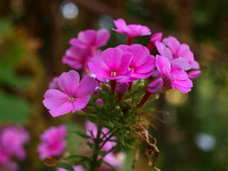 Becky Towe pink flower close up.