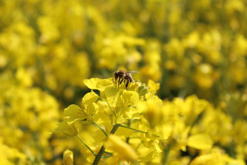 harvesting canola bee biene pollen raps