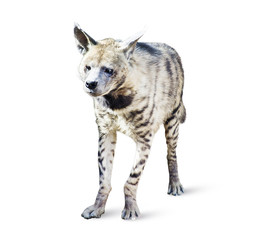 Hyena isolated on white background