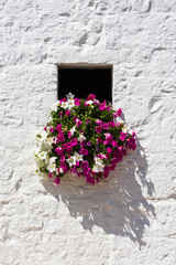 flowers on white background in Alberobello