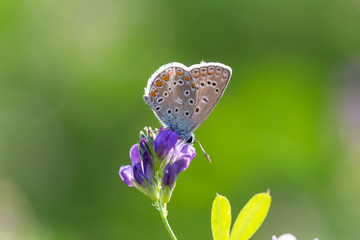 Farfalla sul fiore viola