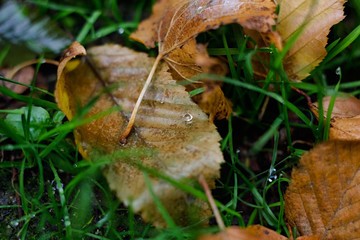 Autumn leaves for background.