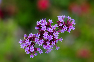 Purple flower on green dark abstract background.