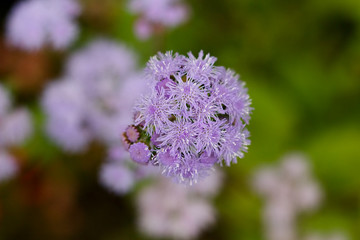 Purple Autumn Flower Aster dumosus