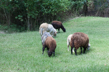 Flock of Grazing Sheep