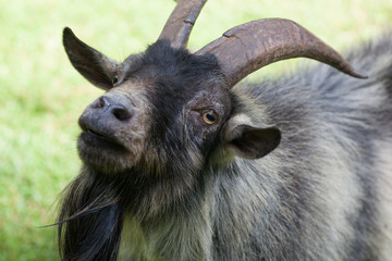 Billy Goat