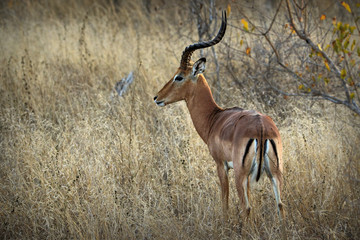 Obraz premium Antelopes in the Kruger National Park, South Africa