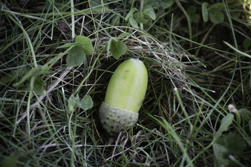 Acorn