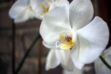 Naklejka na ściany i meble orchid, flower, bloom, beautiful