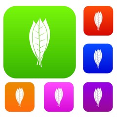 Culinary bay leaves set color collection