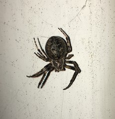 spider