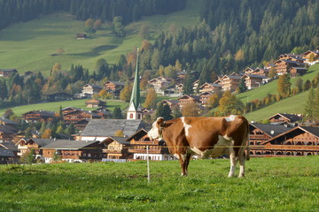 Fototapeta na wymiar Alpen, Kuh, Alm, Grasen, Tirol, Österreich, Landschaft, Berge, Rinder