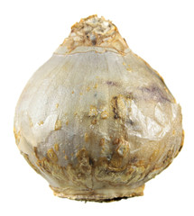 White bulb of hyacinth isolated on white background