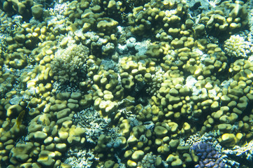Obraz na płótnie Canvas Background of corals in water, textures