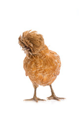Brown hen on white background