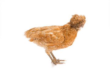 Brown hen on white background