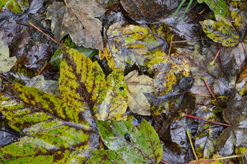 Herbst, Blätter, Blatt, Regen, bunt