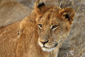 Obraz na płótnie Canvas Close up of lion in the Kruger National Park, South Africa