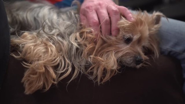 Little long-haired terrier lies on sofa. Male hand caress the dog. Handheld shot
