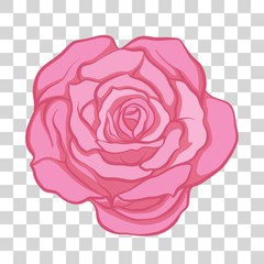 Isolated pink rose flower. Stock vector illustration.