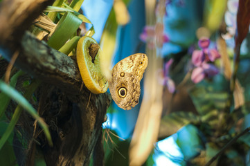 Butterfly in the garden © Katarzyna