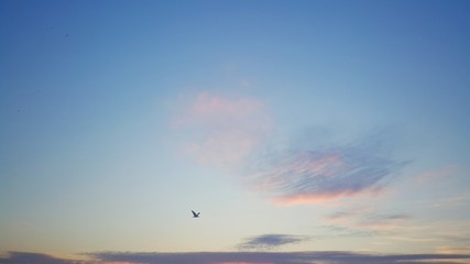 Freedom in the the sky. Flying sea gull, sunrise shot