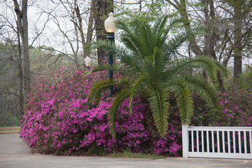 Fototapeta na wymiar Pink Azaleas in Park