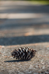 Pine cone in pathway