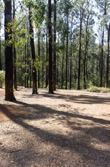 Flat forest clearing Kinglake vert