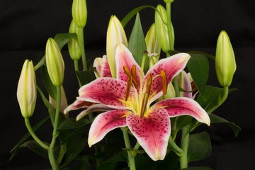 The other name of lilium is 
