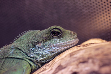 Fototapeta premium green lizard portrait - chinese water dragon