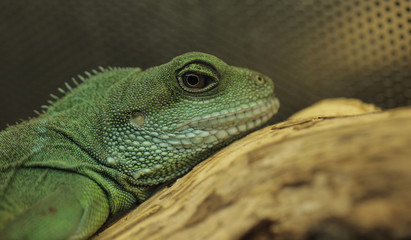 green lizard portrait - chinese water dragon