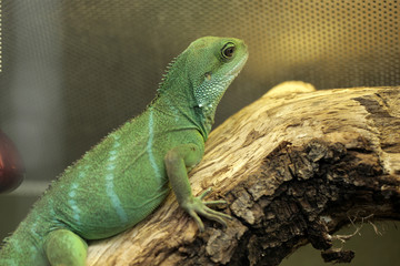 green lizard portrait - chinese water dragon