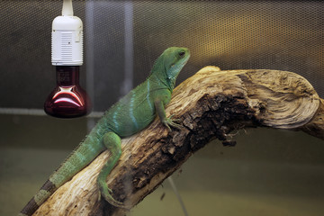 Fototapeta premium green lizard in a terrarium with red bulb- chinese water dragon