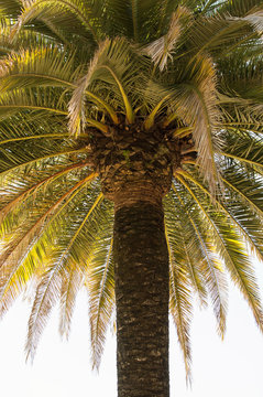 View from Underneath a Palm Tree