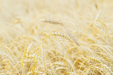 Summer afternoon. Golden field of ripe cereals. Several high tall ripe full-grain cereal close-up against yellow rye field