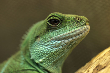 green lizard portrait - chinese water dragon