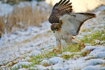 Hawk diving on prey in grass